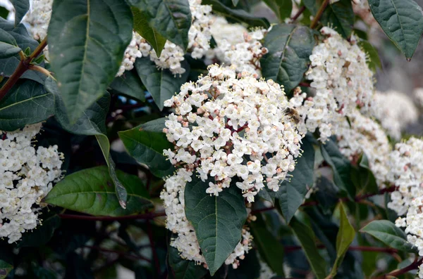 Biene Steht Auf Weißen Wilden Asiatischen Tropischen Schmetterlingsblüten — Stockfoto