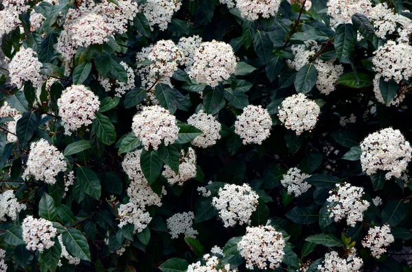 Viele Weiße Asiatische Tropische Blumen Hintergrund — Stockfoto