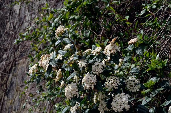 Pillangó Álló Fehér Trópusi Ázsiai Virágok — Stock Fotó