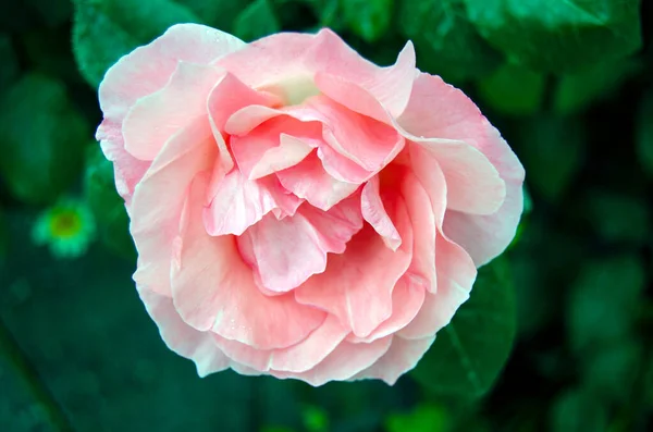 Поруч Квітки Троянди Королеви Єлизавети Світло Рожевої Троянди Прекрасний Верхній — стокове фото