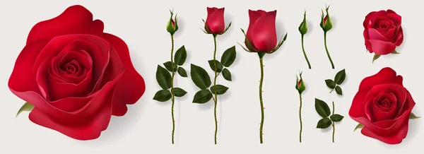 Plantillas Tarjetas Felicitación San Valentín Con Realismo Rosa Hermosa Corazón — Vector de stock