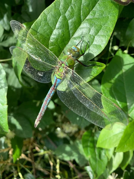 绿叶上的蜻蜓 — 图库照片