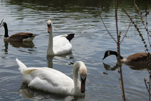 Zwei Schwäne Schwimmen Auf Einem Steg — Stockfoto