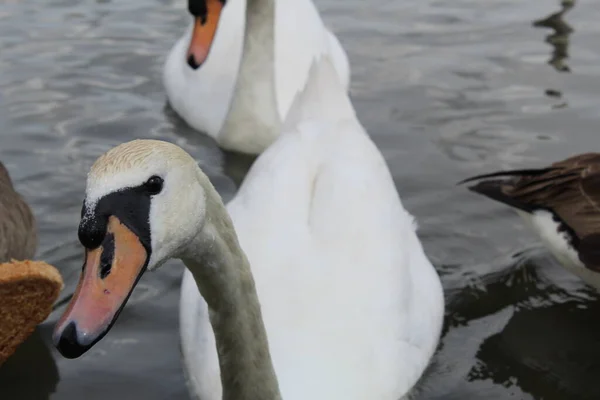 Schwan See — Stockfoto