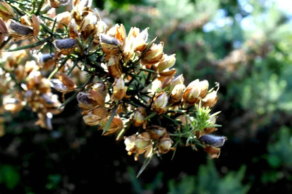 Close Bee Tree — стоковое фото