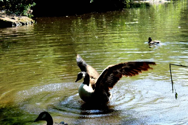 Beautiful Shot Duck Water — Stock Photo, Image