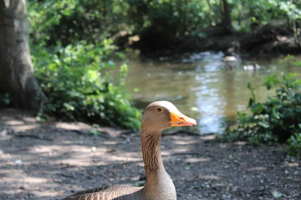 Eine Ente Teich — Stockfoto