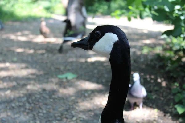 Schwarz Weiß Foto Eines Jungen Vogels — Stockfoto