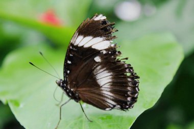 Çiçekteki güzel kelebek