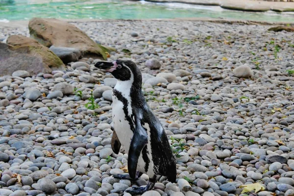 Nahaufnahme Eines Weißschwanzpinguins Auf Einem Felsen — Stockfoto