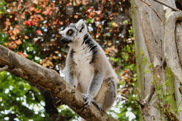 lemur in the forest
