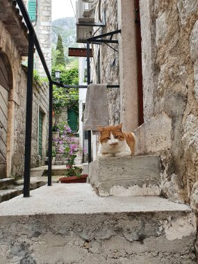 Akdeniz kenti sokak manzarası kızıl kedisi günlük yaşam