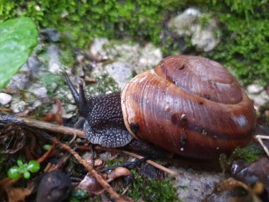 Çimenlerde sürünen salyangoz