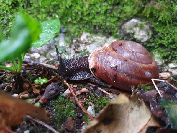 Çimenlerde sürünen salyangoz