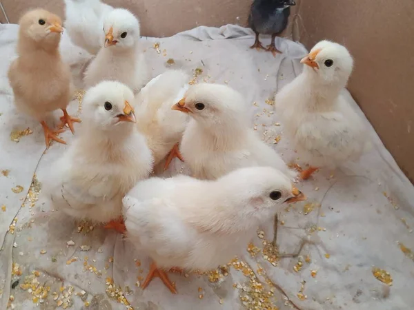 Fluffy Yellow Newborn Chicks — Stock Photo, Image