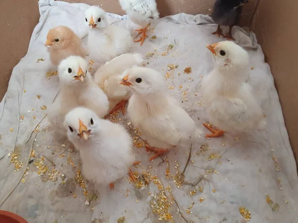 Poussins Jaunes Pelucheux Nouveau Nés Petits Poulets Nature Ferme Poussins — Photo