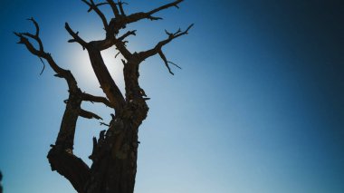 Mavi gökyüzüne karşı kurumuş yaşlı ağaç