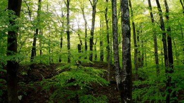 Baharın yeşil ormanında sabah