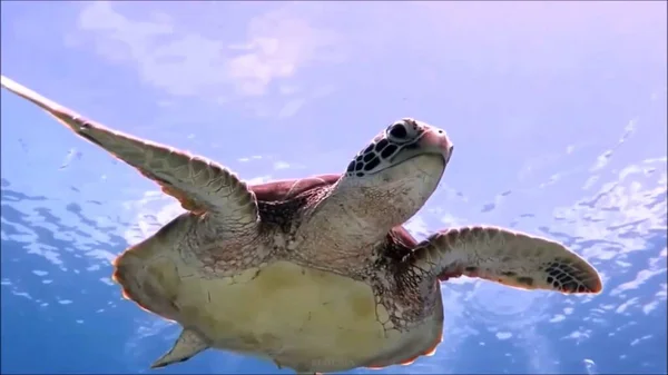 Unterwasserwelt Schildkröte Schwimmt Unter Wasser — Stockfoto