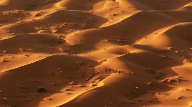 Deve kervanı çölün kumullarında ilerler. Kuş bakışı.