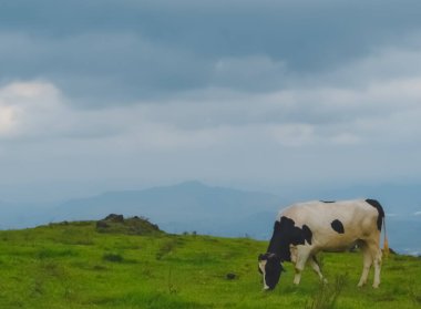 Çayırda otlayan inekler.