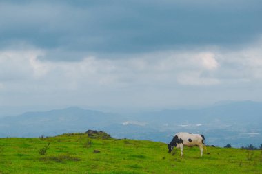 Çayırda otlayan inekler.