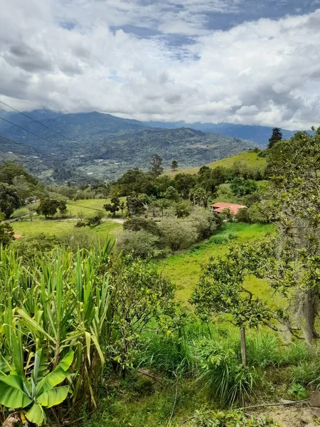 Vista del verde del campo