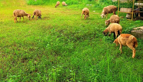 Tangerang Indonésie Mai 2022 Les Chèvres Appartenant Agriculteur Mangent Herbe — Photo