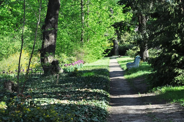 Parklarda yeşil ağaçlar