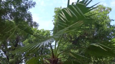 Gökyüzüne vuran yeşil palmiye yaprağı