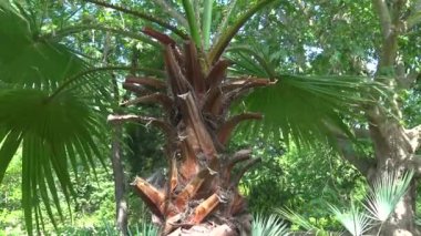 Gökyüzüne vuran yeşil palmiye yaprağı