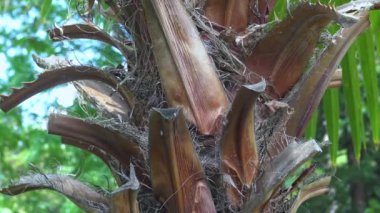 Gökyüzüne vuran yeşil palmiye yaprağı