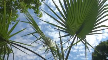 Gökyüzüne vuran yeşil palmiye yaprağı