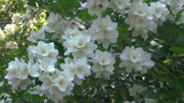 Beyaz yasemin mavi gökyüzüne karşı botanik bahçesinde çiçek açar.