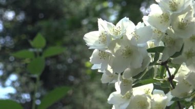 Beyaz yasemin mavi gökyüzüne karşı botanik bahçesinde çiçek açar.