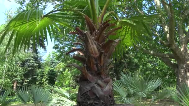 Frunză Palmier Verde Lumina Soarelui Cer — Videoclip de stoc