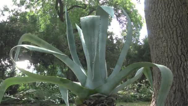 Agave Tequilana Botanical Garden — Stock Video