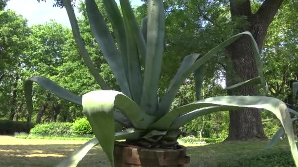 Agave Tekilana Botanik Bahçesinde — Stok video