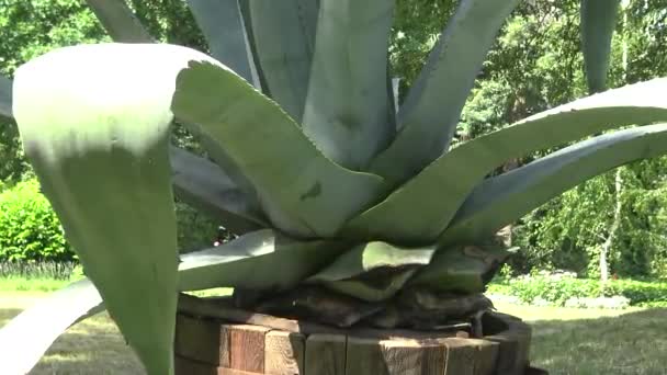 Agave Tequilana Jardín Botánico — Vídeo de stock