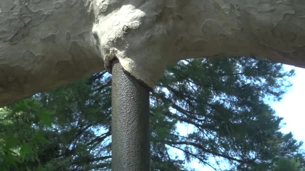 Bäume Und Wege Botanischen Garten Platanen — Stockvideo