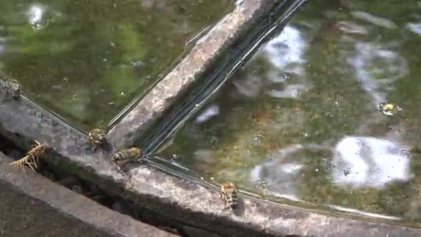 Железный Люк Дождевой Водой Пчелы Пьют Воду — стоковое видео