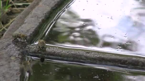 Eisenschacht Mit Regenwasser Bienen Trinken Wasser — Stockvideo
