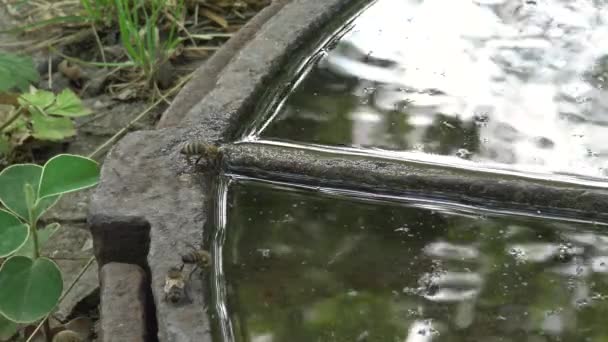 Железный Люк Дождевой Водой Пчелы Пьют Воду — стоковое видео