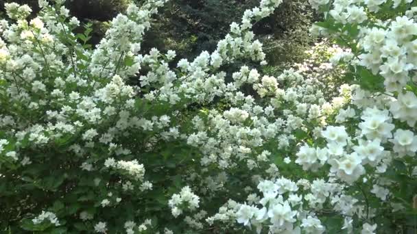 Jazmín Blanco Florece Jardín Botánico Contra Cielo Azul — Vídeo de stock