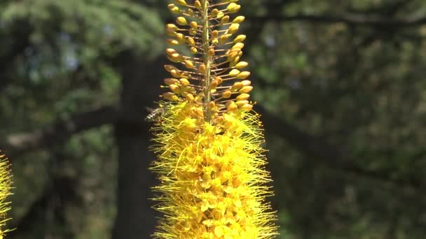 Eremurus Eller Shiryashgul Pollinerad Bin — Stockvideo