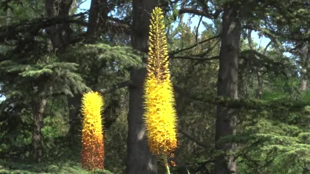 Eremurus Lub Shiryash Żółty Zapylony Przez Pszczoły — Wideo stockowe