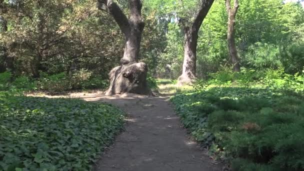 Bäume Und Wege Botanischen Garten Platanen — Stockvideo