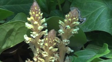 Sarmaşık süpürgesi (Orobanche hederae) ot, sarmaşık.