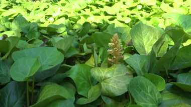 Sarmaşık süpürgesi (Orobanche hederae) ot, sarmaşık.