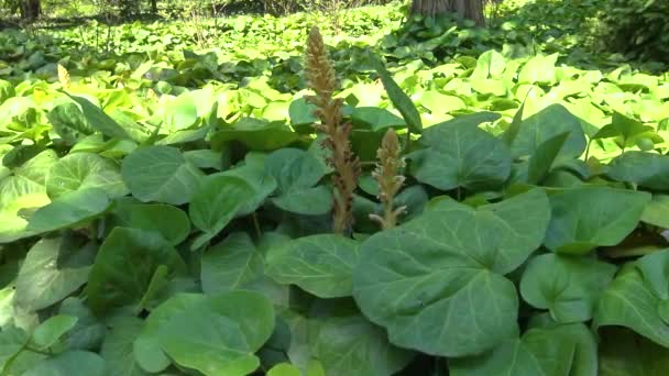 Herbe Poux Lierre Orobanche Hederae Lierre — Video